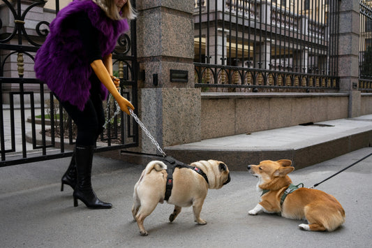 Errores Comunes al Pasear a tu Perro y Cómo Evitarlos