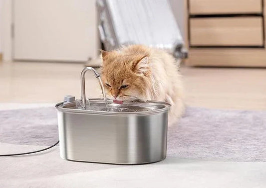 Cómo hidratar a tu gato si no le gusta beber agua