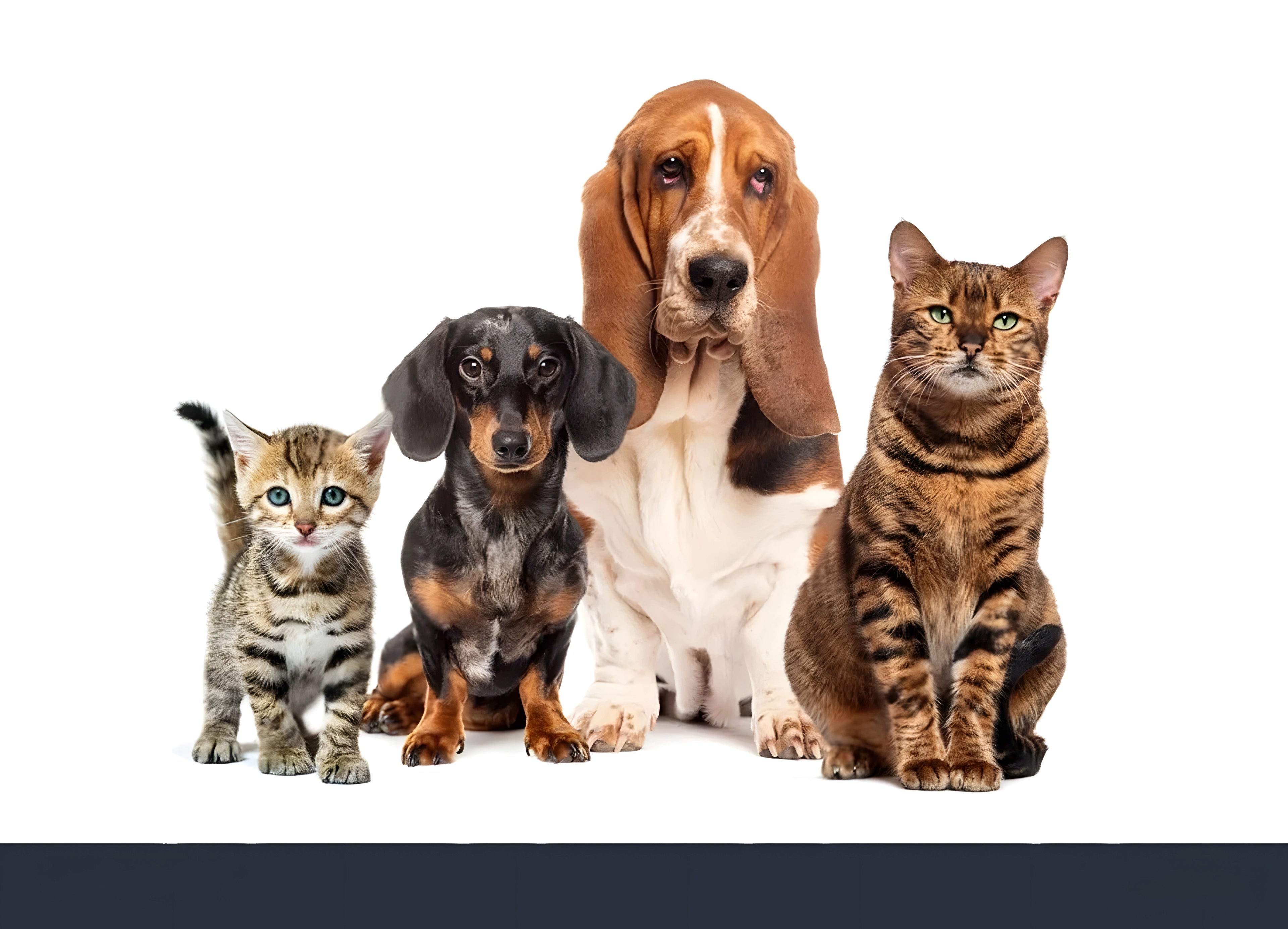 Mascotas felices con accesorios premium para perros, gatos y más en PawTrekGo